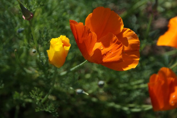 Orangene Blume
