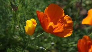 Zu den Kursen Medizin und Wohlbefinden. Orangene Blume